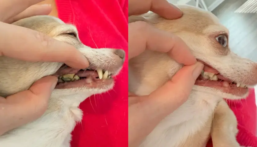 Side-by-side comparison showing a chihuahua's teeth before and after dog teeth cleaning. The left shows yellow, plaque-covered teeth, while the right shows cleaner, whiter teeth.