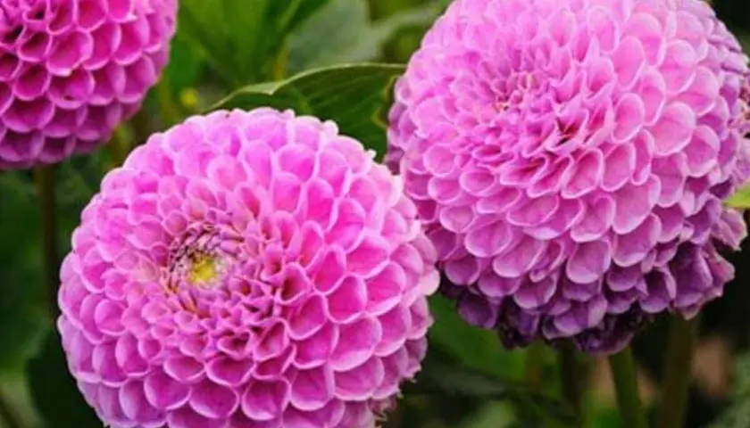Magnifiques dahlias roses, parfaits pour savoir que planter en avril fleurs. Leurs pétales denses évoquent des pompons.