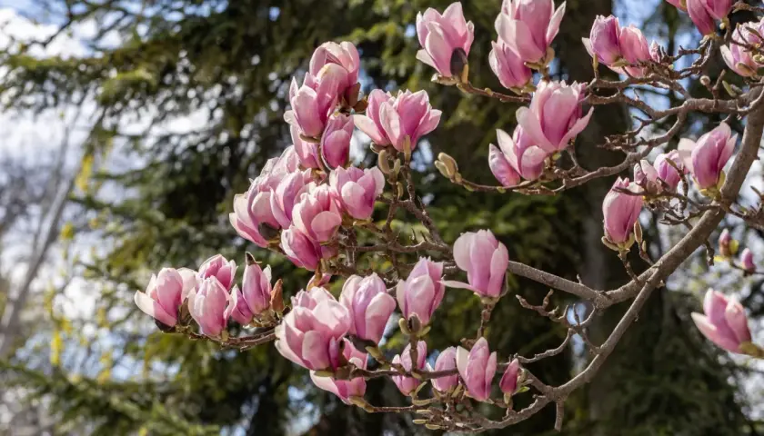 Kwiaty magnolii w kolorze różowym na gałęzi. Choć piękna, warto wiedzieć, czy magnolia jest trująca dla zwierząt.