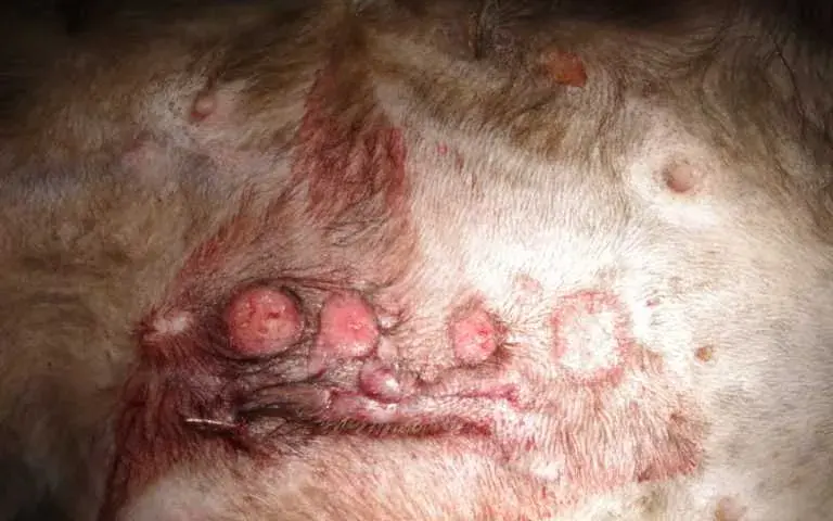 Jakie są objawy i leczenie raka skóry u kota: diagnoza i kuracja