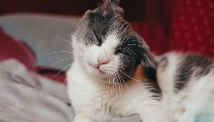 Kot z zapaleniem ucha drapie się po głowie, zamykając oczy w grymasie.