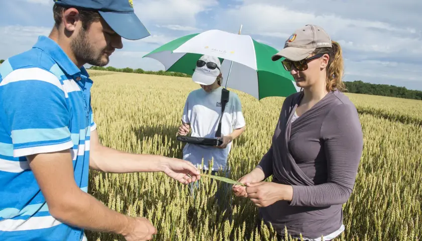 Trois personnes examinent une tige de blé dans un champ, un projet de recherche agricole en cours.