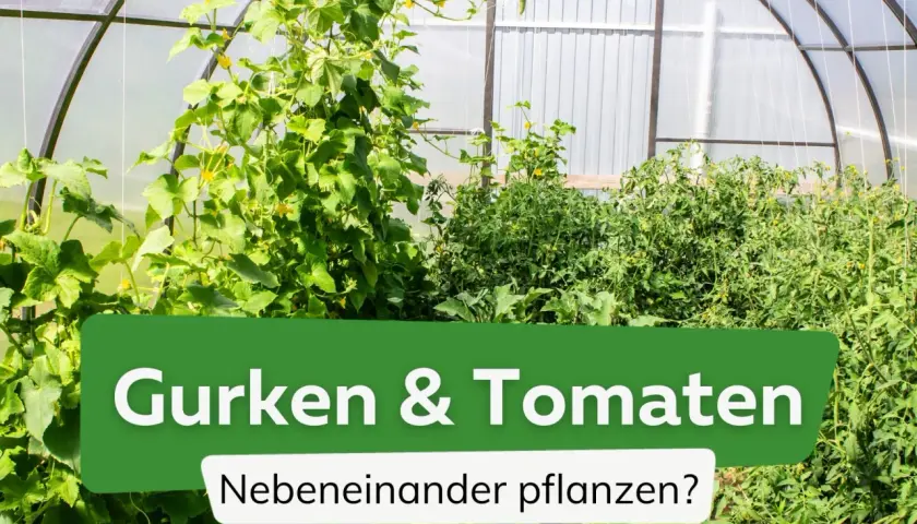 Gurken und Tomaten wachsen üppig nebeneinander in einem Gewächshaus.