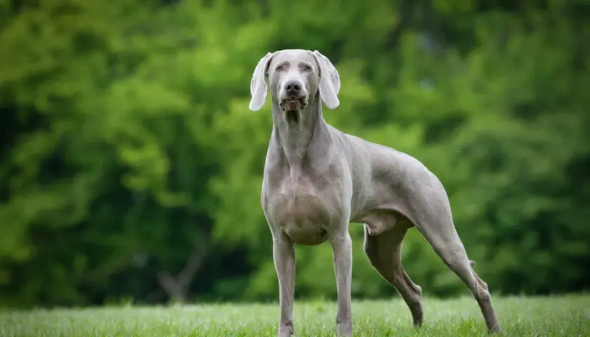 Ein eleganter Weimaraner Hund steht auf einer grünen Wiese vor einem unscharfen Hintergrund aus Bäumen.