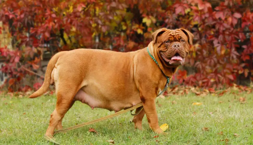 Perra Dogo de Burdeos con abdomen visible, indicativo de cómo saber si mi perra está embarazada. Fondo de hojas otoñales.