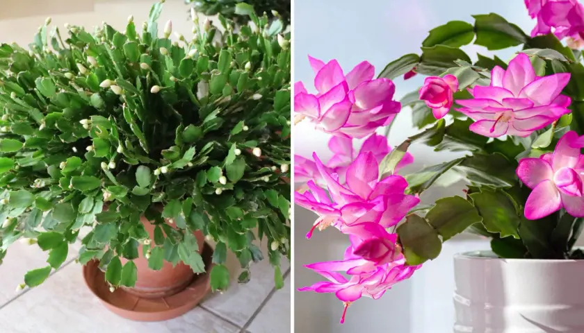 En grön kaktus med många knoppar och en annan kaktus med vackra rosa kaktus blommor.