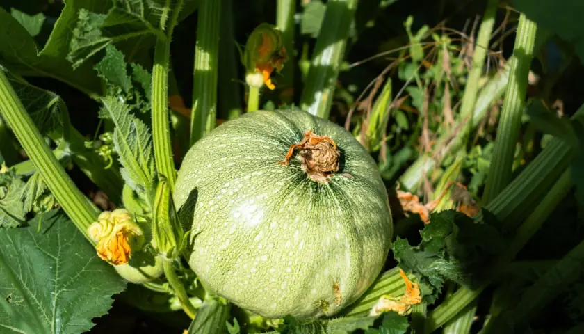 Une courgette de Nice ronde et verte, parsemée de petites taches claires, pousse au milieu de feuilles luxuriantes et de fleurs jaunes orangées.