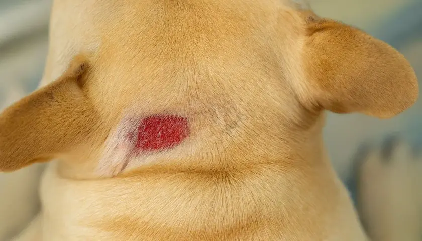Rote, entzündete Hautstelle am Nacken eines hellbraunen Hundes, ein typischer Hotspot bei Hunden.