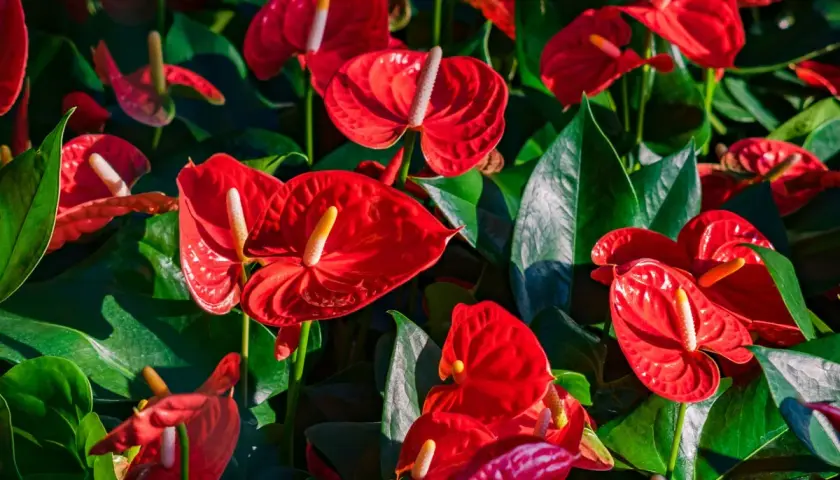Un parterre luxuriant d'anthurium rouge vif, leurs spathes brillantes contrastant avec le feuillage vert profond.