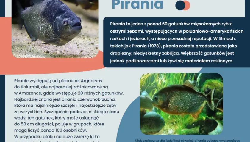 Ciekawostki o rybach: pirania z ostrymi zębami, drapieżnik z Amazonki, choć większość gatunków żywi się roślinami.