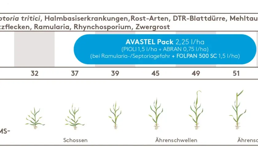 Weizen: Bekämpfung von Septoria tritici und anderen Krankheiten. Wachstumstadien von Schossen bis Ährenschieben.