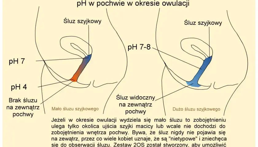 Schemat przedstawia zmiany pH i śluzu szyjkowego w pochwie podczas owulacji, kluczowe dla określenia dni płodnych.