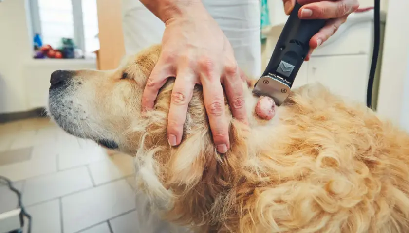 Weterynarz bada ruchomy guzek pod skórą u psa rasy golden retriever, przygotowując się do jego usunięcia.