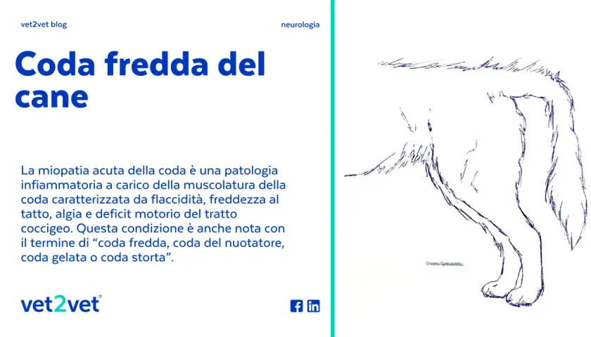 Disegno di un cane con la coda abbassata, che illustra la sindrome della coda fredda, una patologia infiammatoria.