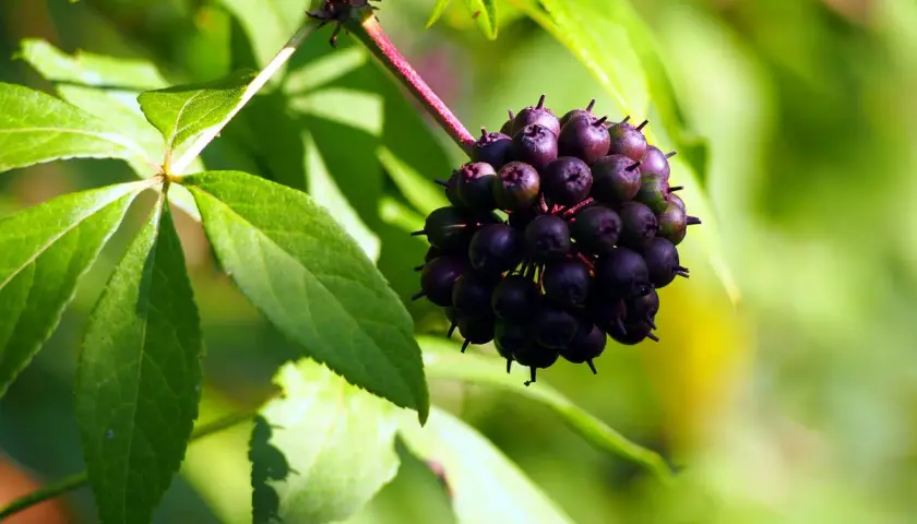 Grappolo di bacche scure, forse del ginseng siberiano, su un ramo con foglie verdi e sfondo sfocato.