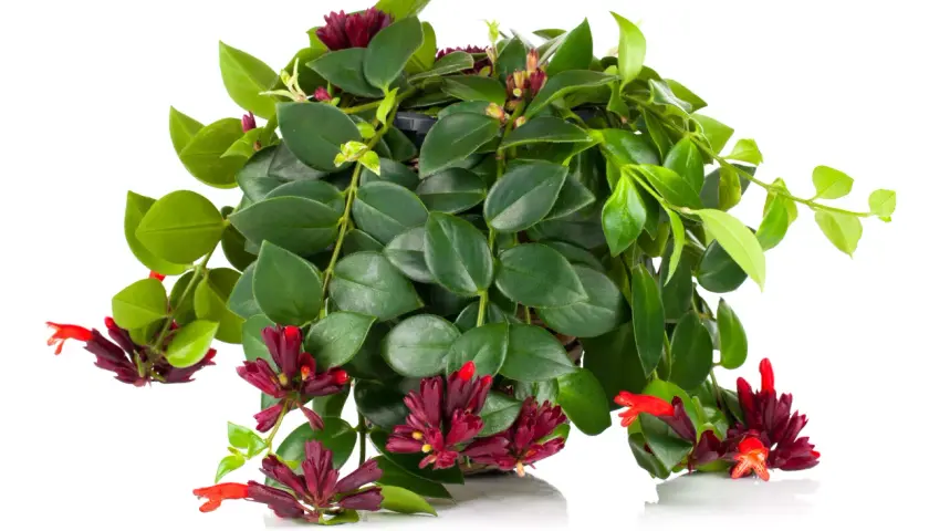 Aeschynanthus marmoratus z ciemnozielonymi liśćmi i jaskrawoczerwonymi kwiatami w kształcie tuby, tworzący bujną kaskadę.