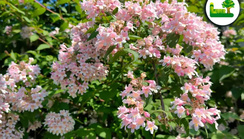 Zarte rosa Blüten der Kolkwitzie, bereit für den Rückschnitt.