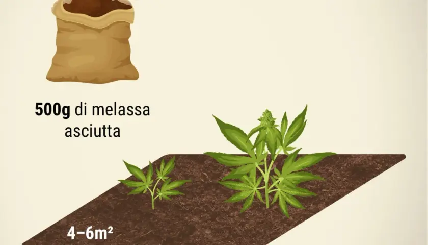 Sacchetto di melassa secca per nutrire la pianta. Due piantine di cannabis crescono in terra, una più piccola e una più grande.