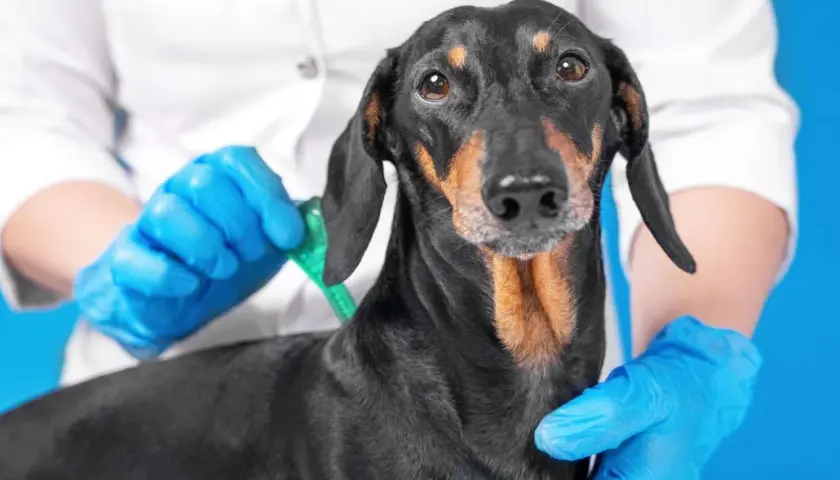 Un veterinario con guanti blu applica un antiparassitario a un cane bassotto. Protezione dai pappataci per il tuo cane.