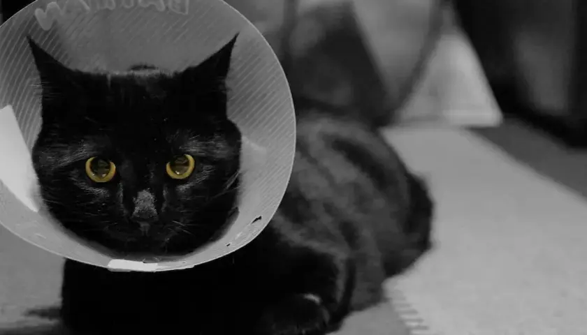 Chatte noire aux yeux d'or, portant une collerette après stérilisation. Elle semble un peu perdue.