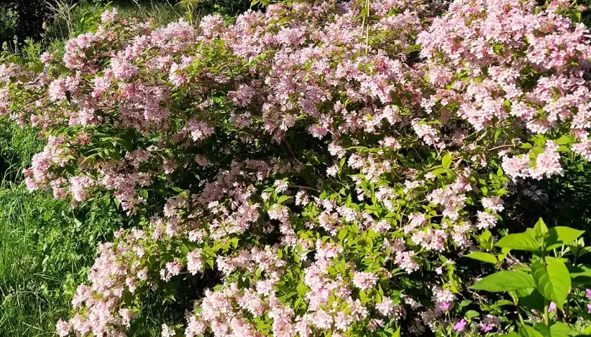 En frodig buske med rosa blommor, en vacker hibiskus utomhus i full blom.