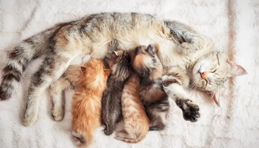 Mama kotka karmi swoje małe, które właśnie przyszły na świat. Ile kot chodzi w ciąży? To pytanie pozostaje bez odpowiedzi, ale widok tej rodziny jest uroczy.