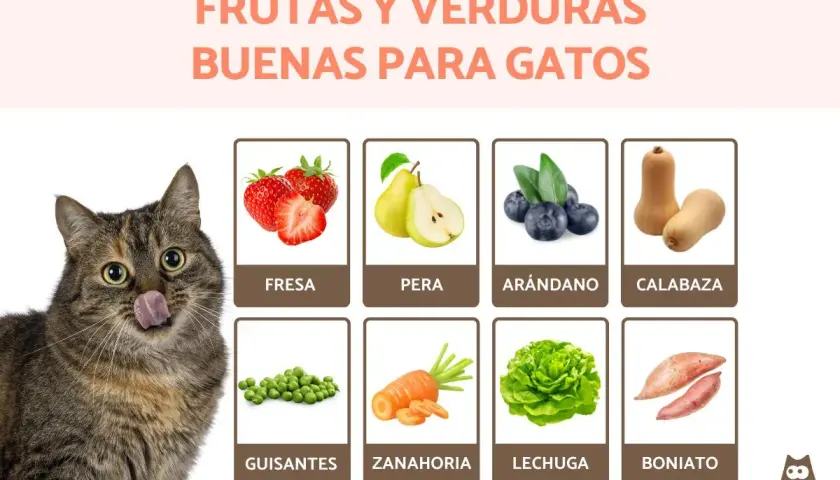 Un gato curioso mira fresas, peras, arándanos, calabaza, guisantes, zanahoria, lechuga y boniato, mostrando qué comen los gatos.