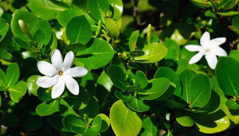Białe kwiaty gardenia tahitańska wśród bujnych, zielonych liści.