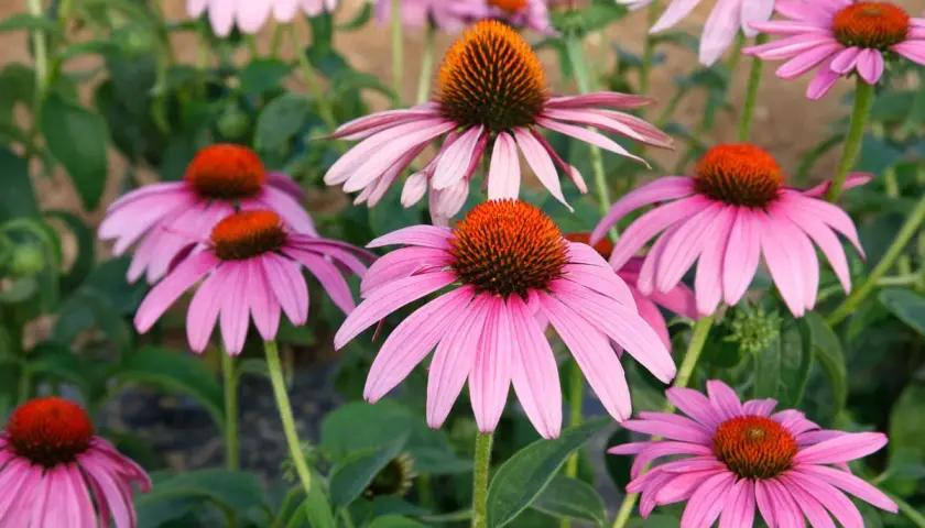 Un parterre de fleurs d'Echinacea purpurea aux pétales roses vifs et aux cœurs orange.