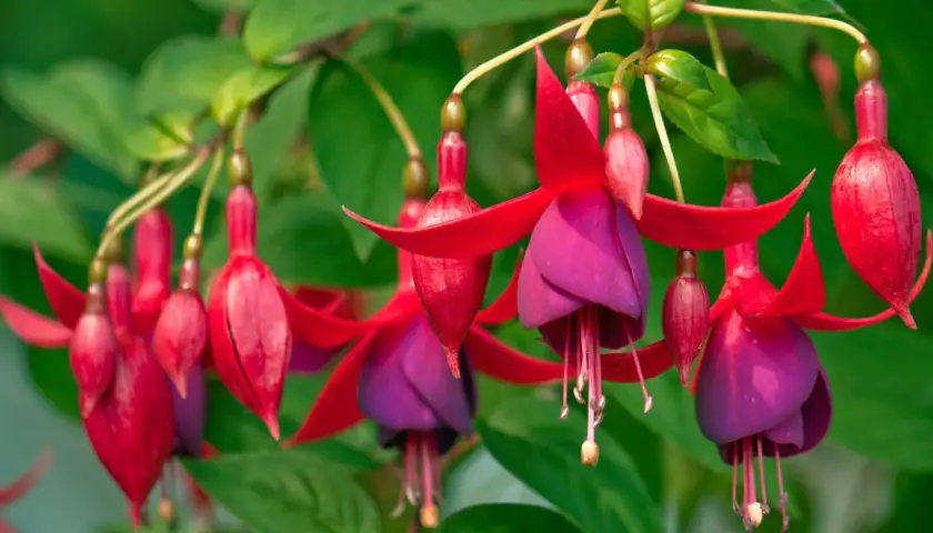 Colgantes pendientes de la reina planta, con pétalos rojos y morados, adornan un jardín exuberante.
