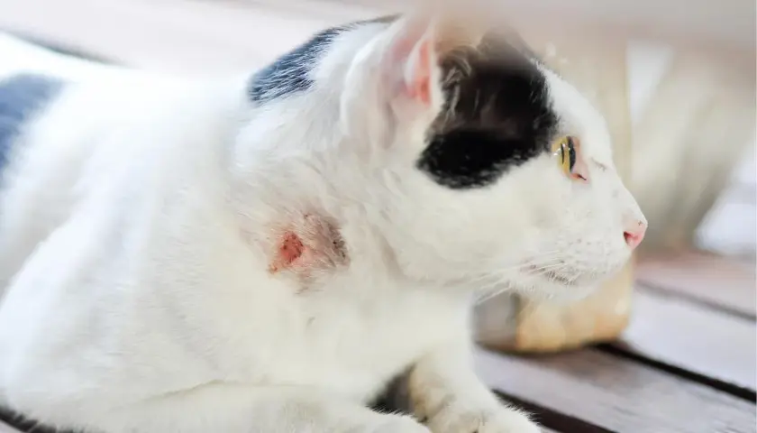 Gato blanco y negro con una herida en el cuello. Un gato puede morir por un absceso si no se trata.