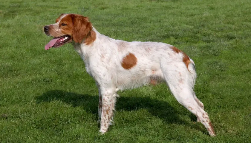 Un perro bretón, con su pelaje blanco y manchas naranjas, descansa en la hierba verde, con la lengua fuera y la mirada atenta.