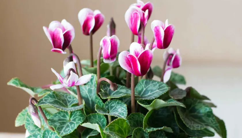Un bouquet de cyclamens aux fleurs roses et blanches, parfait pour un entretien facile et une touche de couleur.