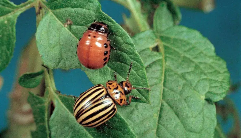 Due coleotteri dorifora su una foglia di patata. Uno è arancione con macchie nere, l'altro è giallo a strisce nere.