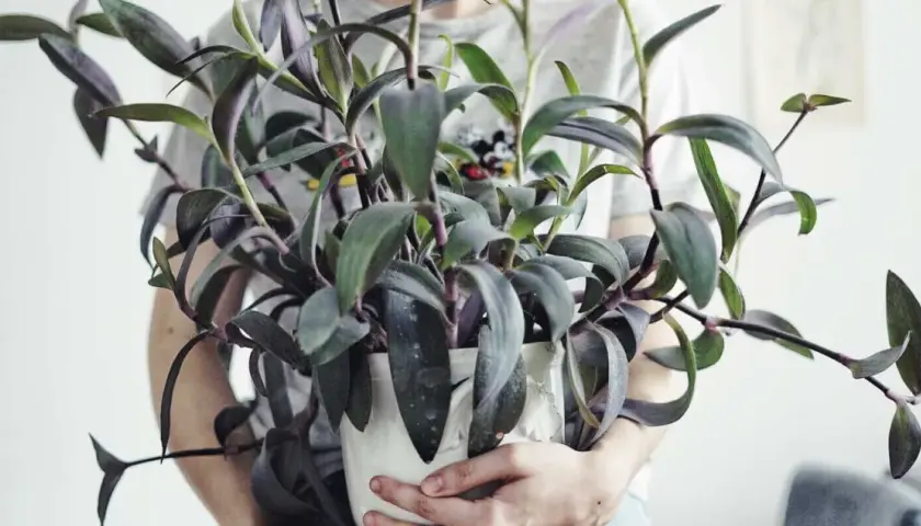 En person håller en krukväxt med mörklila blad, en vacker tradescantia pallida.