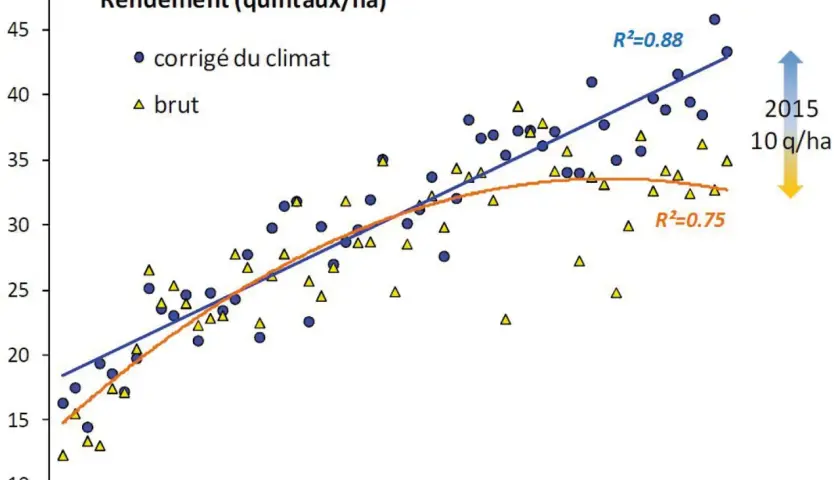 Graphique montrant l'évolution du rendement du blé tendre de 1960 à 2020. Les points bleus représentent le rendement corrigé du climat, les triangles jaunes le rendement brut.