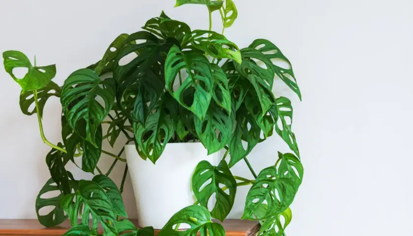 Monstera adansonii z nowymi, jasnozielonymi liśćmi, które właśnie wypuszcza, tworząc bujną kaskadę.
