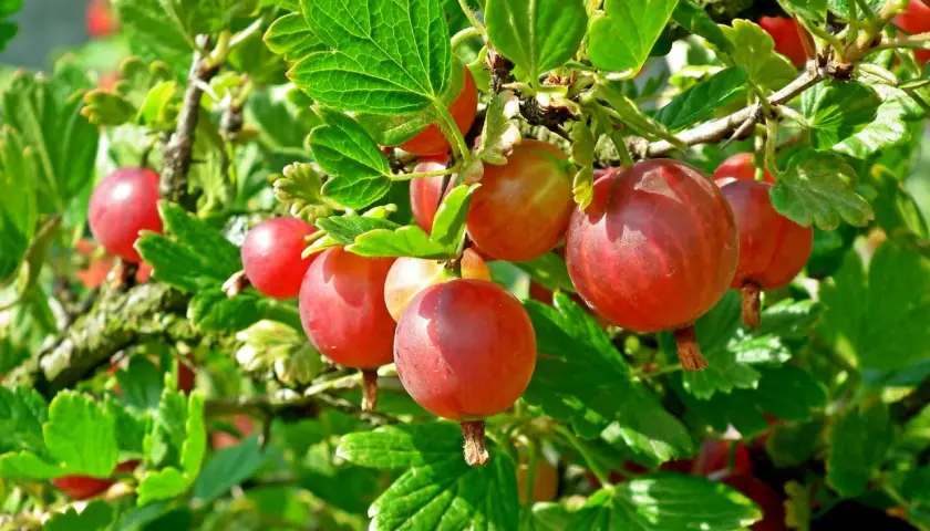 Reife, rote Stachelbeeren hängen an einem Strauch. Verschiedene Stachelbeere Sorten reifen im Sommer.