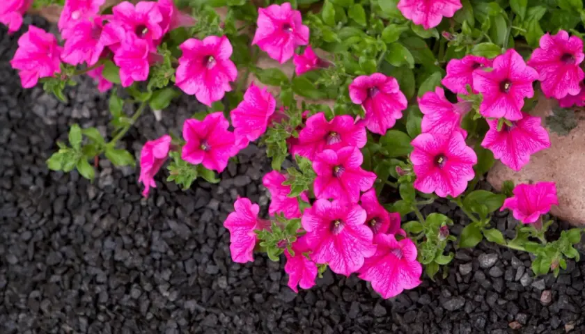 Rosa surfinia blommar över mörk sten. En fin skillnad på surfinia och petunia är hur de växer.