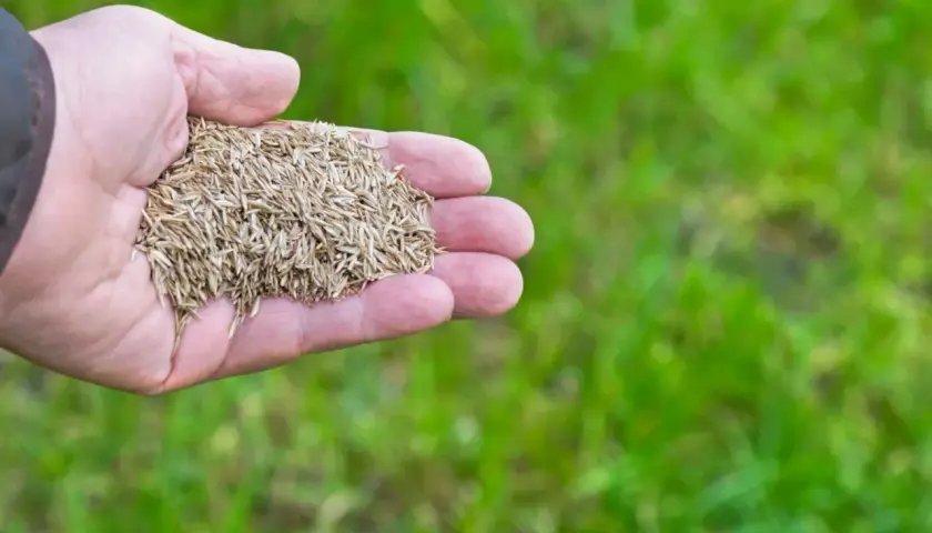 Dłoń trzyma nasiona traw, gotowa do rozsiania i zagęszczenia trawnika.