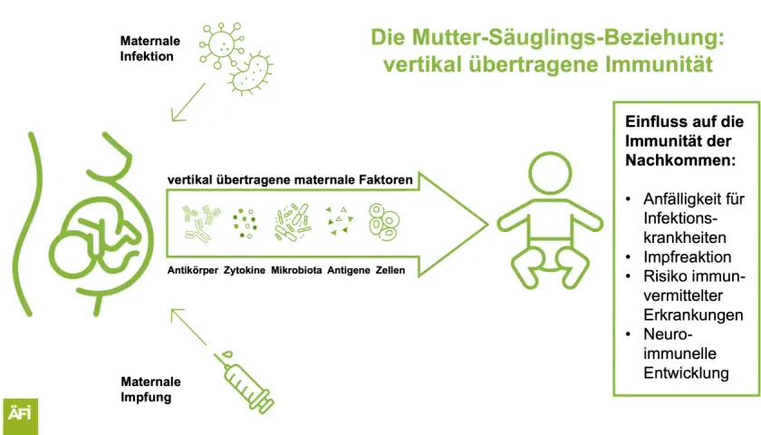 Maternale Impfung, wie Boostrix, überträgt Immunität auf das Kind. Die Grafik zeigt, wie mütterliche Faktoren die Immunität des Nachkommens beeinflussen.
