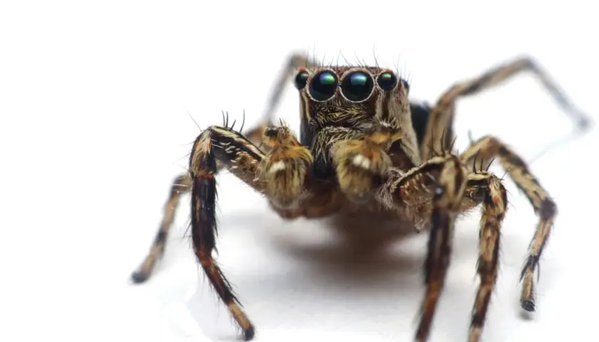 Makro zbliżenie pająka skaczącego, którego oczy mogą wywołać arachnofobię.