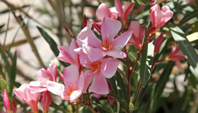 Gros plan sur une **exposition laurier rose** aux fleurs roses vives et aux feuilles vertes.