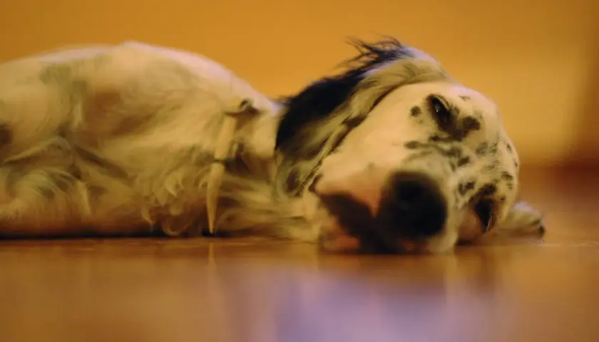 Un perro dálmata en letargo, descansando plácidamente sobre un suelo de madera.