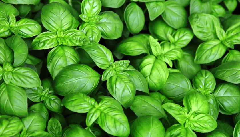 Świeża bazylia, idealna do pesto. Gdzie kupić? W sklepach ogrodniczych lub na targu.