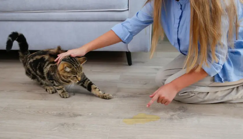 Une petite fille découvre une flaque d'odeur pipi de chat près de ses chaussures. Le chat tigré semble innocent.