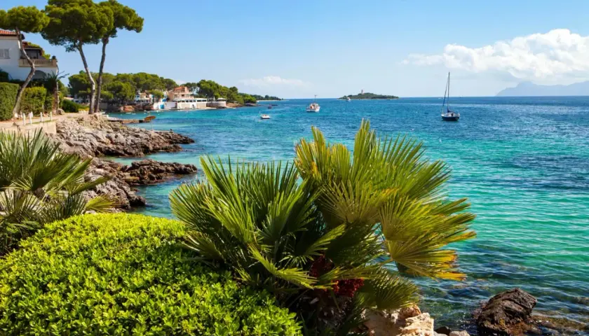 Palmen und üppiges Grün säumen den felsigen Küstenabschnitt am Alcudia Strand. Türkisfarbenes Wasser schimmert, Boote treiben auf dem Meer.