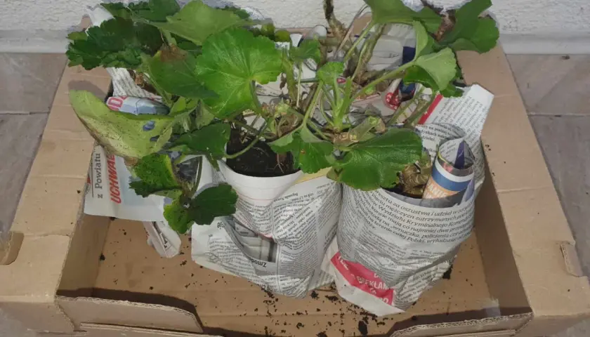Pelargonie w doniczkach, owinięte gazetami, czekają w kartonie. To prosty sposób, jak przezimować pelargonie w kartonie, by cieszyć się nimi wiosną.