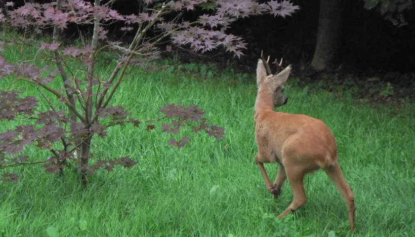 Ein junges Reh mit Geweih rennt über eine grüne Wiese. Es sucht nach leckerem rehe futter unter dem japanischen Ahorn.