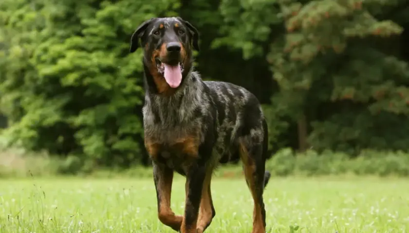 Piękny owczarek francuski beauceron z merle umaszczeniem, z językiem na wierzchu, stoi na zielonej łące.